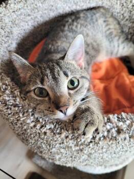 Domestic Short Hair Cats Available for Adoption - Flywheel | PetCurious