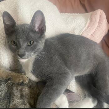 Linus (bonded with Ghee) -  Domestic Short Hair Cat for Adoption in Chicago, Illinois - Linus (bonded With Ghee) | PetCurious