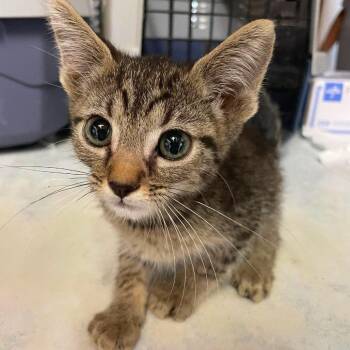 Ralphie -  Domestic Short Hair Cat for Adoption in Hemet, California - Ralphie | PetCurious