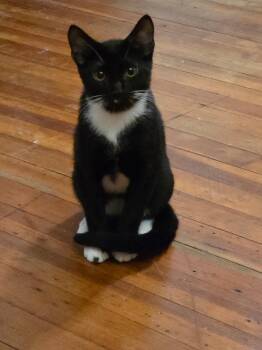Rescue Domestic Short Hair Cats for Adoption in Perth Amboy, New Jersey - Oreo | PetCurious