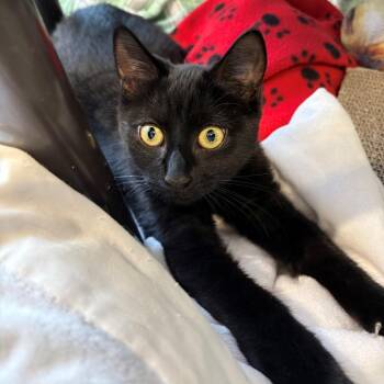 Domestic Short Hair Cats Available for Adoption in East Hampton, New York - Stormfly | PetCurious