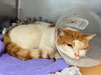 Meemoo -  Domestic Short Hair Cat for Adoption in New York, New York - Meemoo | PetCurious