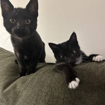 Rescue Domestic Short Hair Cats for Adoption in South San Francisco, California - Moose (M) And Mouse (F) | PetCurious
