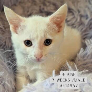 Blaise -  Domestic Short Hair Cat Available for Adoption - Blaise | PetCurious