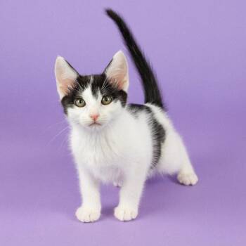 Eyepatch -  Domestic Short Hair Cat for Adoption in Dallas, Texas - Eyepatch | PetCurious