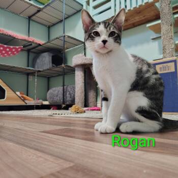 Rogan -  Domestic Short Hair Cat for Adoption in Spokane, Washington - Rogan | PetCurious