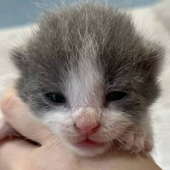 Rescue Domestic Short Hair Cats for Adoption in Winchester, Virginia - Candy | PetCurious