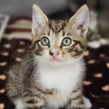 Domestic Short Hair Cats Available for Adoption in Sarasota, Florida - Chaise Lounge | PetCurious