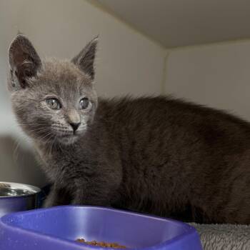 Cosmo -  Domestic Short Hair Cat for Adoption in Oakland, California - Cosmo | PetCurious