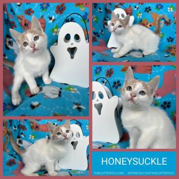 Honeysuckle -  Domestic Short Hair Cat for Adoption in Corpus Christi, Texas - Honeysuckle | PetCurious