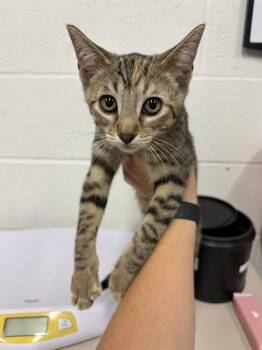 LADY -  Domestic Short Hair Cat for Adoption in St. Peters, Missouri - LADY | PetCurious
