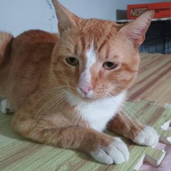 Prince -  American Shorthair Cat for Adoption in Union City, New Jersey - Prince | PetCurious