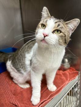 Rescue Domestic Short Hair Cats for Adoption in Little Rock, Arkansas - Colin | PetCurious