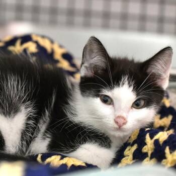 CWKH-Stray-4677 -  Domestic Short Hair Cat for Adoption in Chilliwack, British Columbia - CWKH-Stray-4677 | PetCurious
