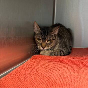 Domestic Short Hair Cats Available for Adoption in Englewood, Florida - Bitsy Boo | PetCurious