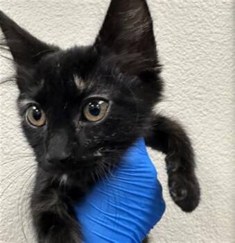 JOAN OF ARC -  Domestic Short Hair Cat for Adoption in Las Vegas, Nevada - JOAN OF ARC | PetCurious