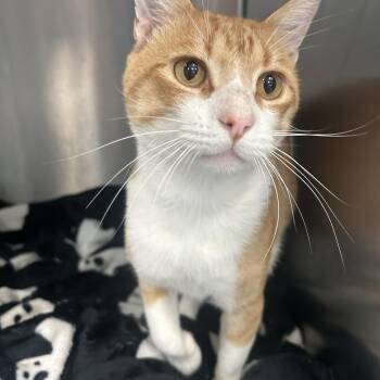 Felix -  Tabby Cat for Adoption in Gainesville, Texas - Felix | PetCurious