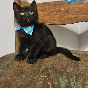 Domestic Short Hair Cats Available for Adoption in New Albany, Ohio - Daffy | PetCurious