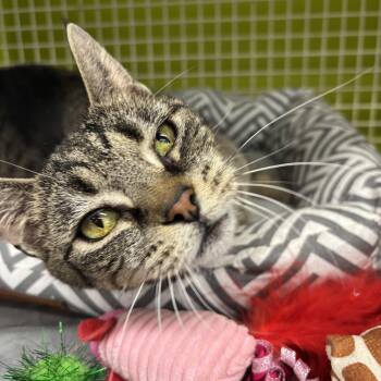 Domestic Short Hair Cats Available for Adoption - Miss Kitty  | PetCurious