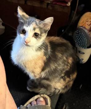 Mojo -  Domestic Short Hair Cat for Adoption in Cromwell, Kentucky - Mojo | PetCurious