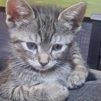 Domestic Short Hair Cats Available for Adoption - Dance Pawty 32 | PetCurious