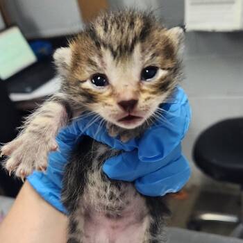 Rescue Domestic Short Hair Cats for Adoption in Summerville, South Carolina - Bud @ Pet Supermarket On Bacon's Bridge Road | PetCurious