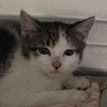 Sullie -  Domestic Short Hair Cat for Adoption in Kennebunk, Maine - Sullie | PetCurious