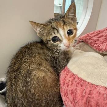 Posh Spice -  Domestic Short Hair Cat for Adoption in West Palm Beach, Florida - Posh Spice | PetCurious