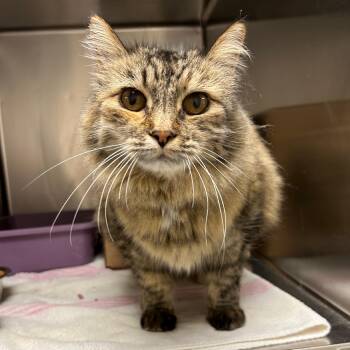 Jyn -  Domestic Medium Hair Cat for Adoption in Lindon, Utah - Jyn | PetCurious