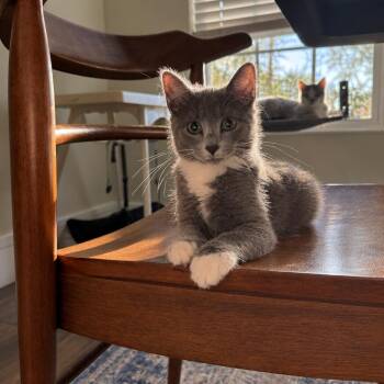 Willow -  Domestic Medium Hair Cat for Adoption in Cleveland, Texas - Willow | PetCurious