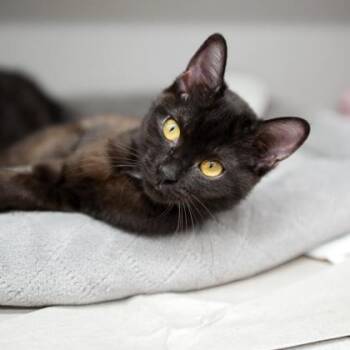 Beauty -  Domestic Short Hair Cat for Adoption in Atlanta, Georgia - Beauty | PetCurious