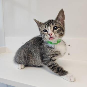 Isla -  Domestic Short Hair Cat for Adoption in Fort Wayne, Indiana - Isla | PetCurious