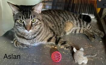 Aslan -  Domestic Short Hair Cat for Adoption in Safety Harbor, Florida - Aslan | PetCurious