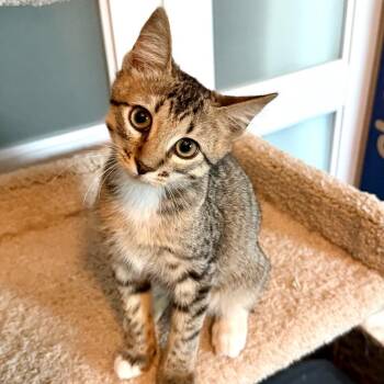 Truffle -  Domestic Short Hair Cat for Adoption in Denison, Texas - Truffle | PetCurious