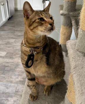 Tabby Cats Available for Adoption - Tri-Paw | PetCurious