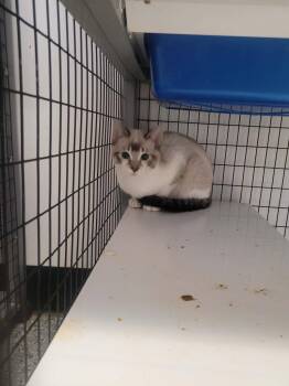 Jack -  Siamese and Domestic Short Hair Cat for Adoption in Republic, Missouri - Jack | PetCurious
