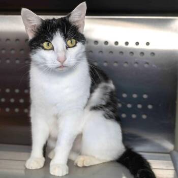 Domestic Short Hair Cats Available for Adoption - Cleo | PetCurious