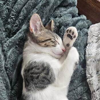 Archimedes Park-Estes -  Domestic Short Hair Cat for Adoption in Eagle Mountain, Utah - Archimedes Park-Estes | PetCurious