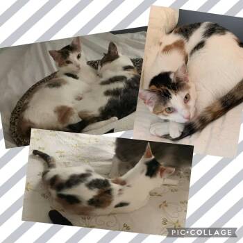 Domestic Short Hair Cats Available for Adoption in Toms River, New Jersey - Jocelyn | PetCurious