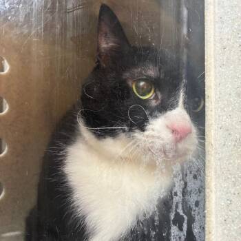 Niko -  Domestic Short Hair Cat for Adoption in Philadelphia, Pennsylvania - Niko | PetCurious