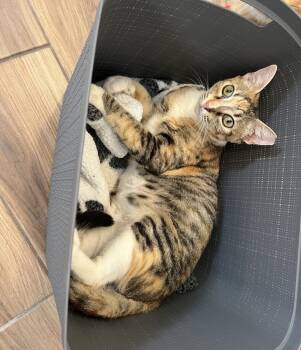 Rescue Domestic Short Hair and Tabby Cats for Adoption in Cary, North Carolina - Dove | PetCurious