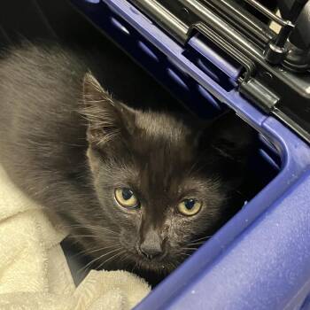 Love Bug -  Domestic Short Hair Cat for Adoption in Dekalb, Illinois - Love Bug | PetCurious