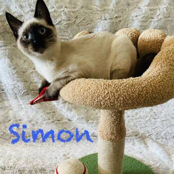 Simon -  Domestic Medium Hair and Siamese Cat for Adoption in Spokane, Washington - Simon | PetCurious
