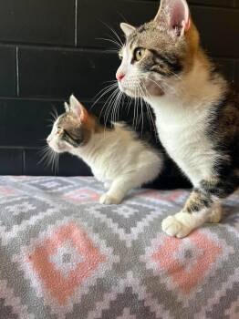Nunchuk -  Domestic Short Hair Cat Available for Adoption in Effingham, Illinois - Nunchuk | PetCurious
