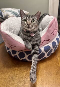 Rescue Tabby and Tiger Cats for Adoption in Long Beach, California - Phoebe | PetCurious