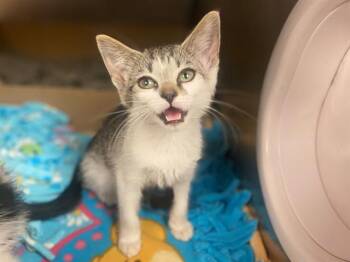 BASH -  Domestic Short Hair Cat for Adoption in Fort Wayne, Indiana - BASH | PetCurious