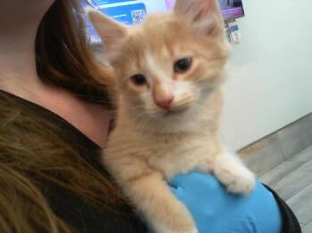Domestic Medium Hair Cats Available for Adoption in Charlotte, North Carolina - FLUFFY BUTT | PetCurious