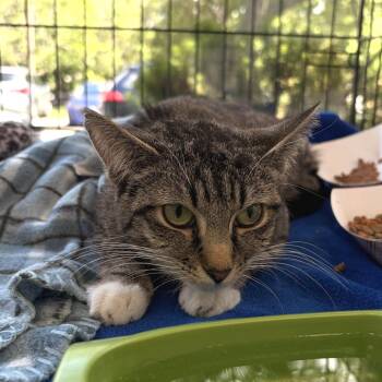 Madeleine -  Domestic Short Hair Cat for Adoption in Riverwoods, Illinois - Madeleine | PetCurious