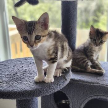 Squeak -  Domestic Short Hair Cat for Adoption in San Antonio, Texas - Squeak | PetCurious