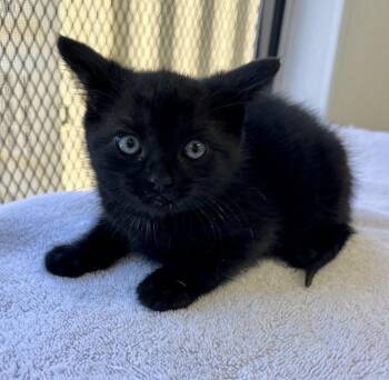 Domestic Short Hair Cats Available for Adoption in Chalfont, Pennsylvania - Bear | PetCurious